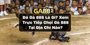 Đá gà 888