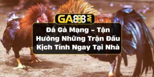 Đá gà mạng